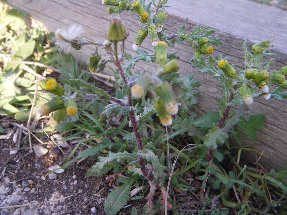 Senecio Vulgaris  (Hierba cana)