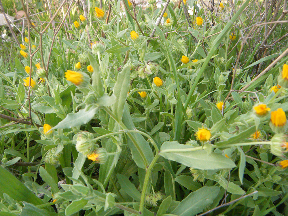 Calendula Arvensis (Maravilla Silvestre)
