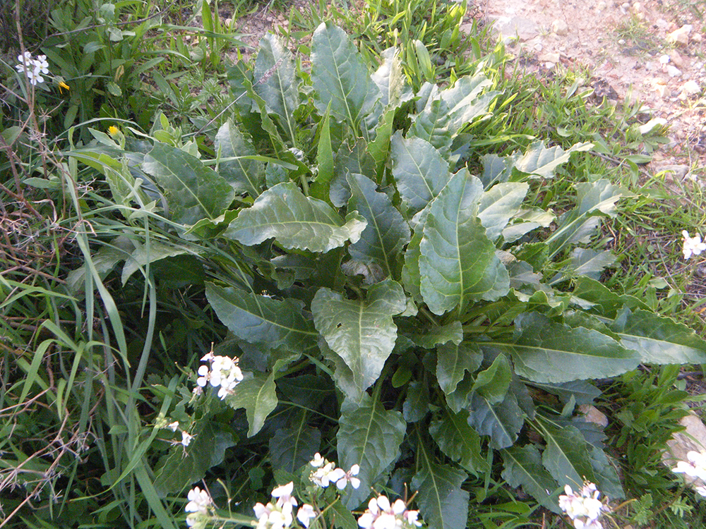 Beta Vulgaris Maritima (Acelga silbestre)