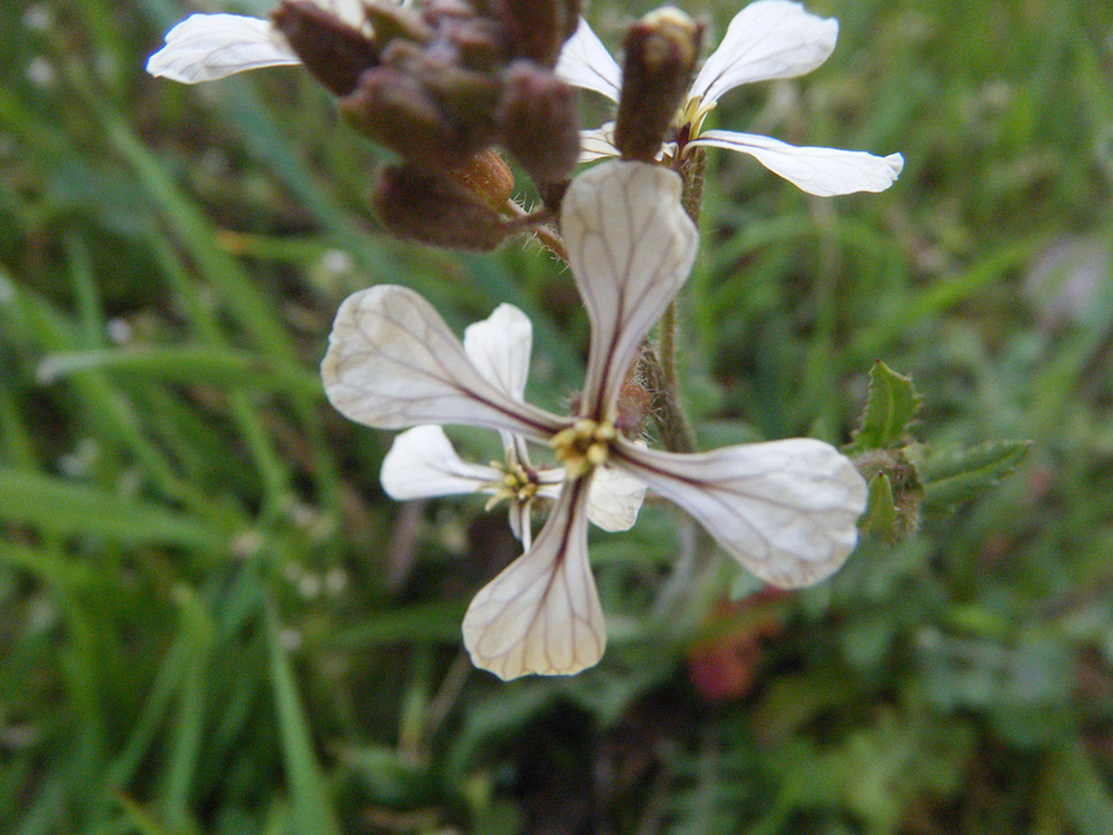 Eruca Vesicaria(Rucula silbestre)