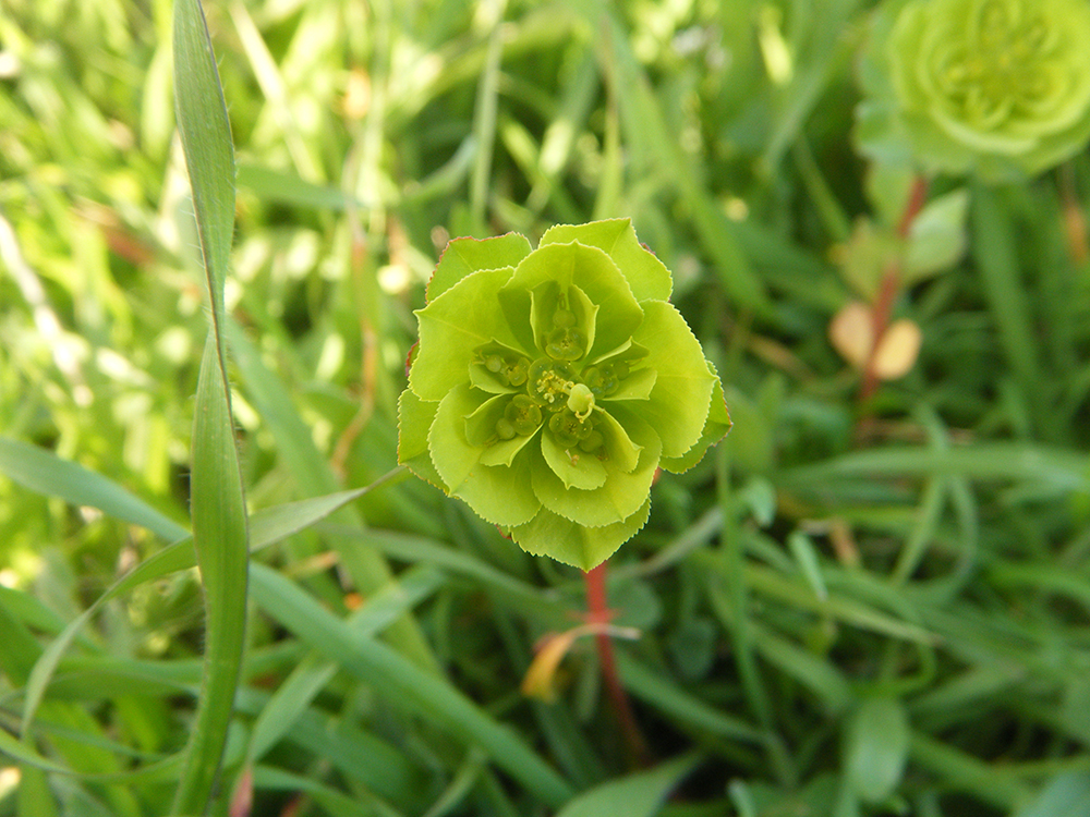 Euphorbia helioscopia (lecherula)