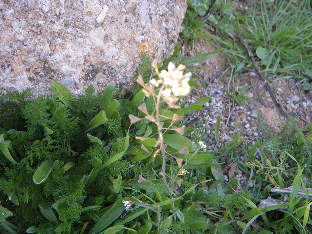 Capsella Bursa-Pastoris (Rabaniza de pastor)