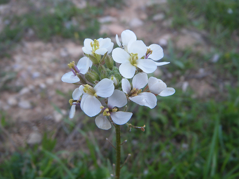 Diplotaxis erucoides (Rabaniza blanca)
