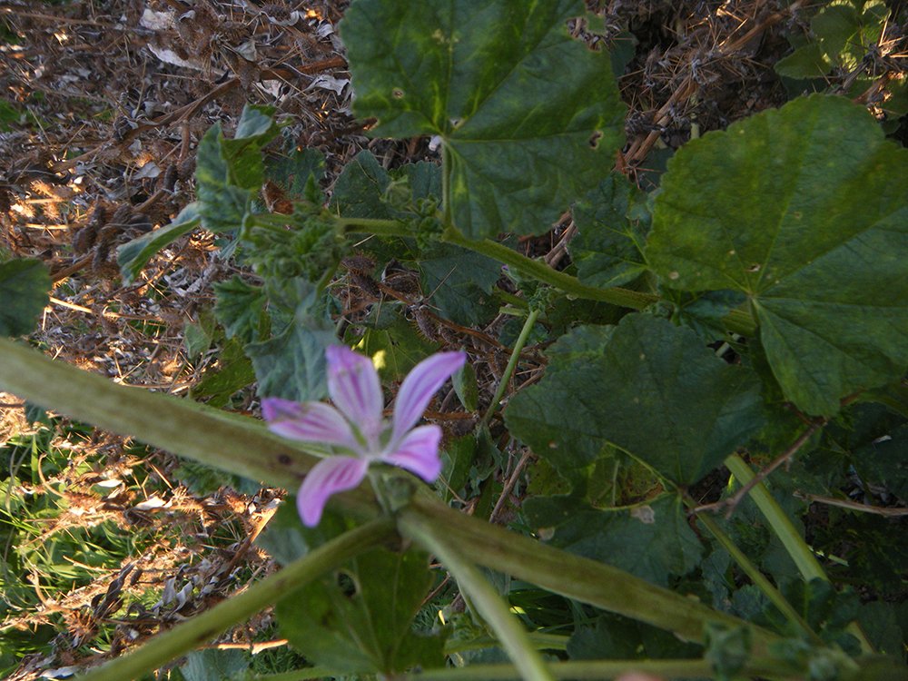 Malva Sylvestris L (Malva)