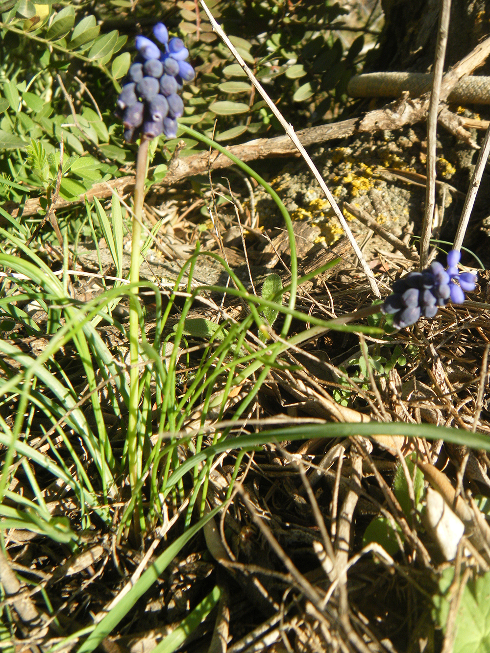 Muscari Neglectum (El nazareno)