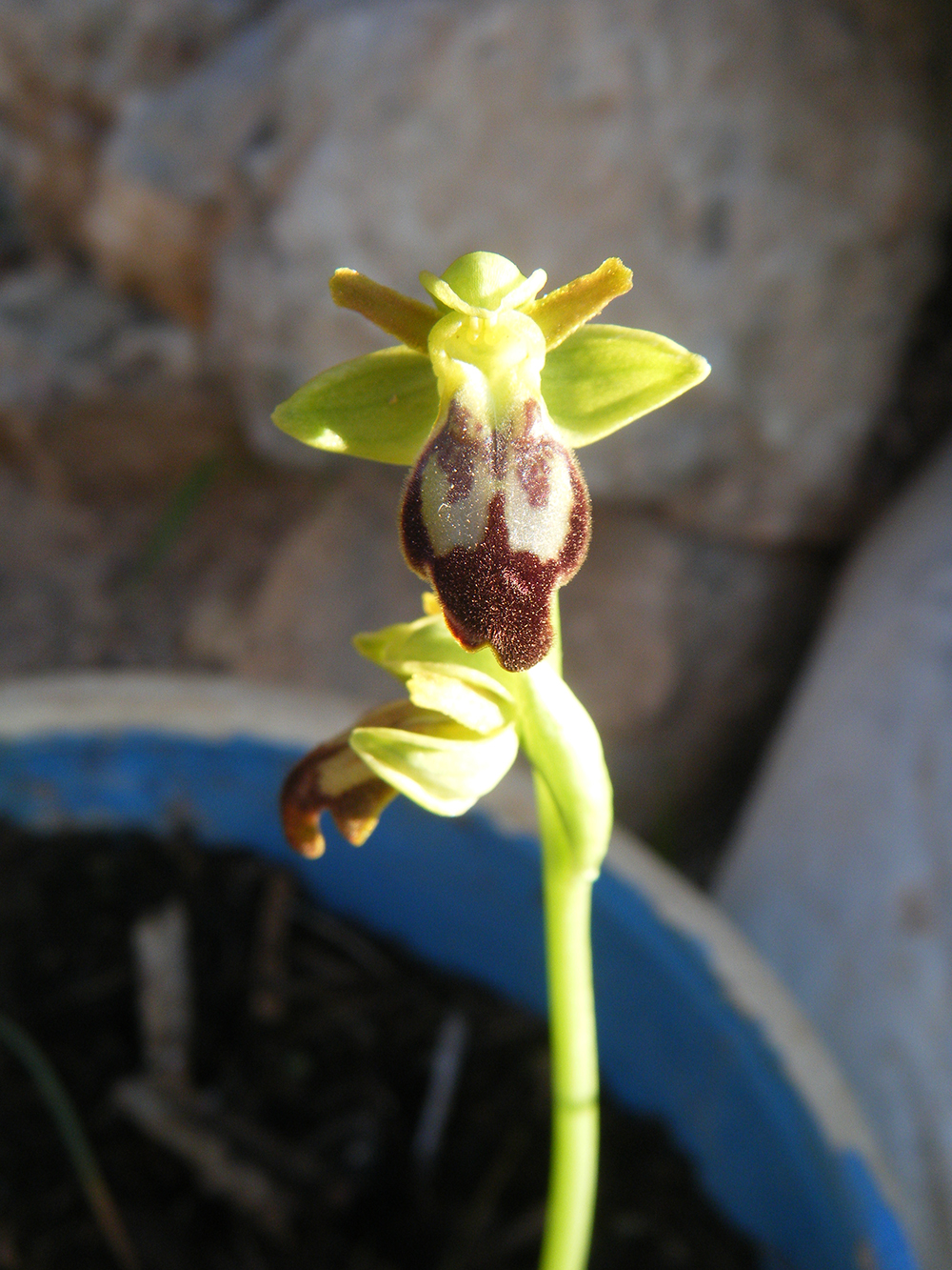 Ophrys fusca