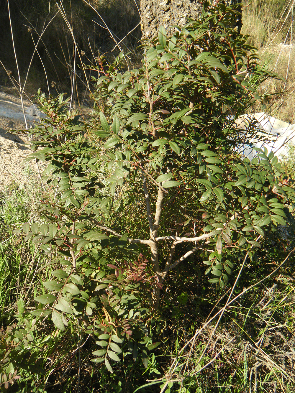 Pistacia lentiscus (LLentiscle)