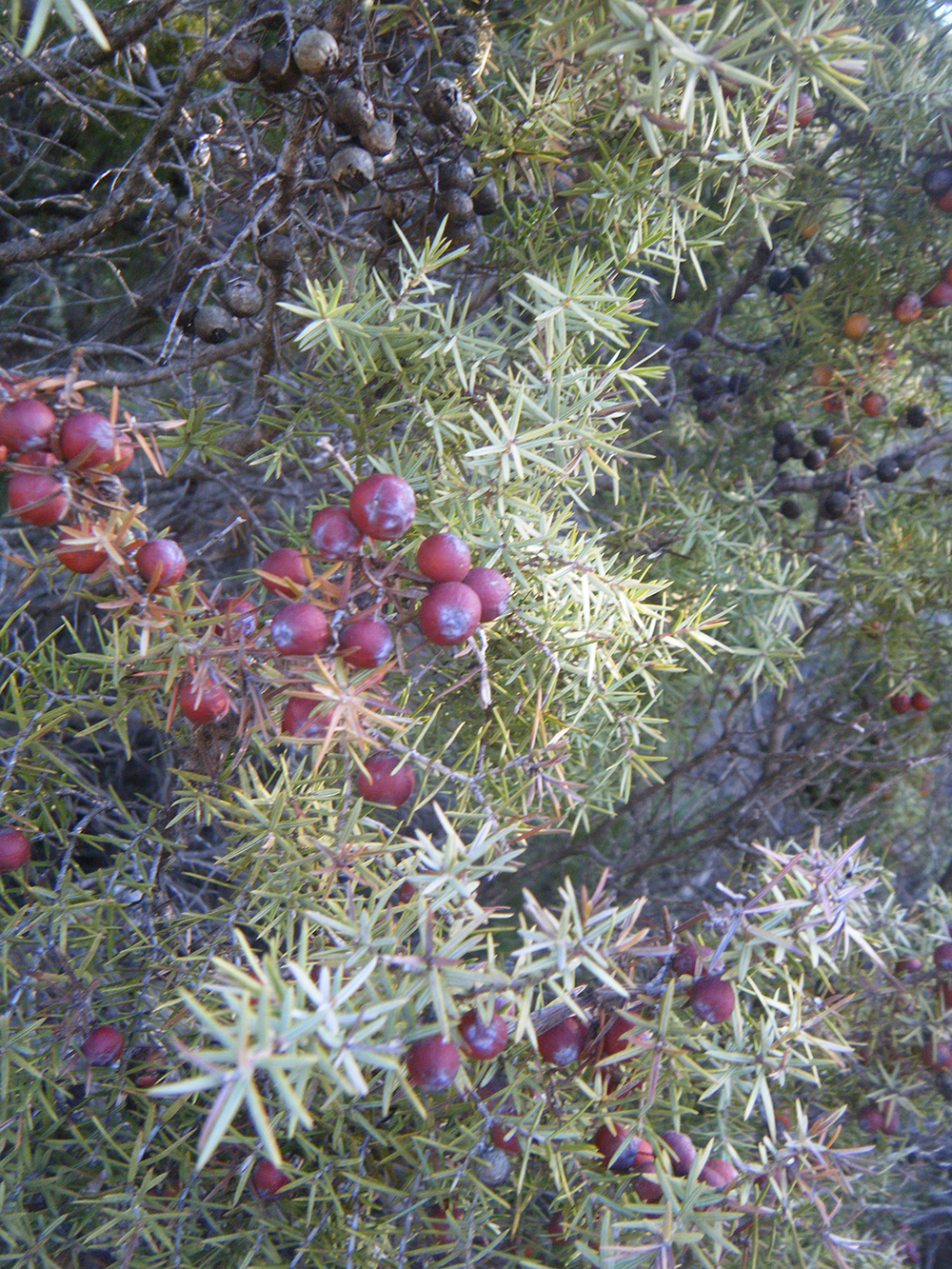 Juniperus comunis (Enebro)