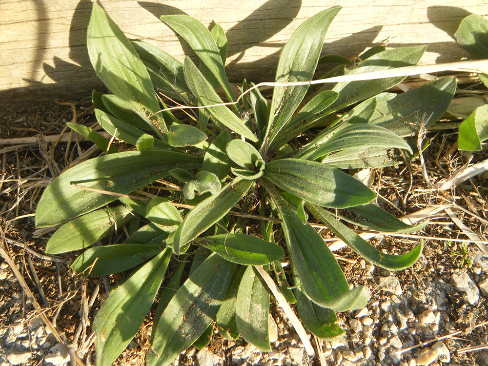 Plantago lanceolata (Llanten)