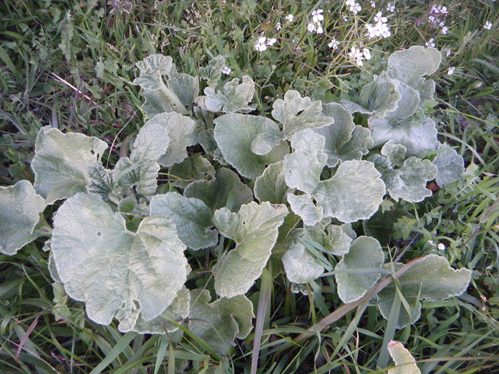 Ecballium elaterium (pepinillo del diablo)