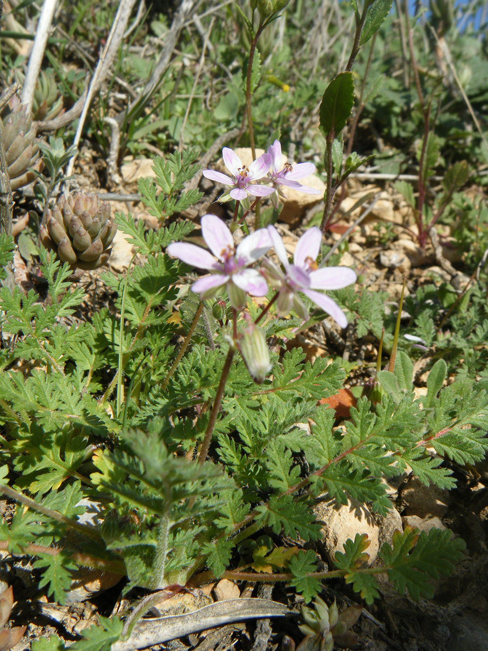 Erodium cicutarium(geraneo cicuta)