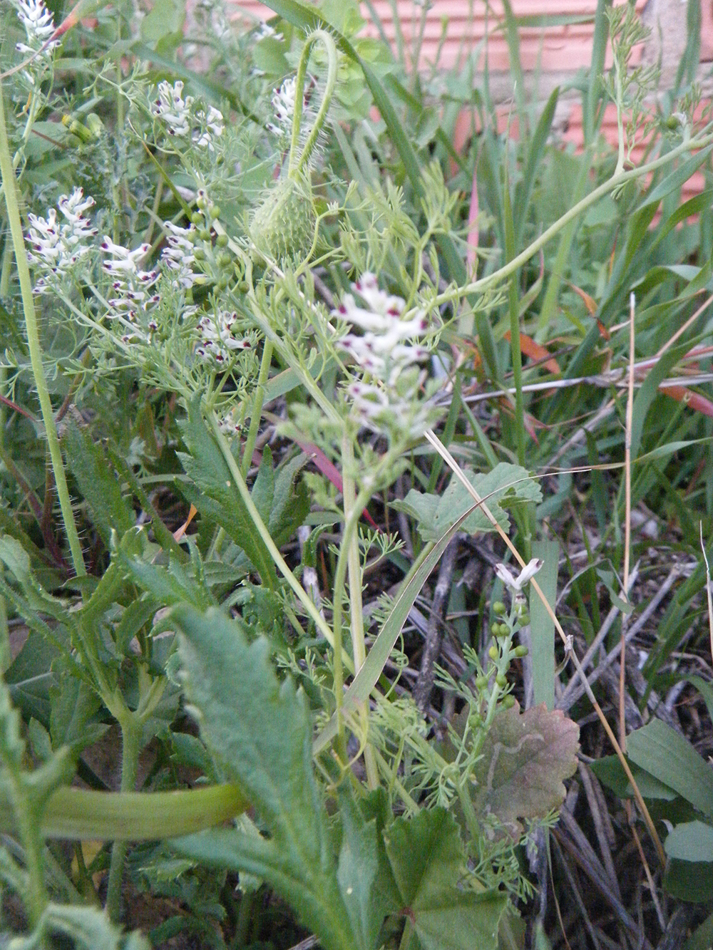 Fumaria parviflora (fumaria blanca)