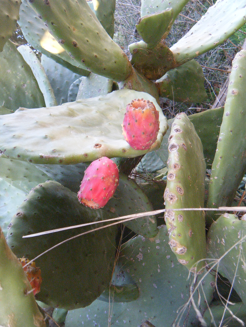 Opuntia Ficus-Indica (Chumbera)