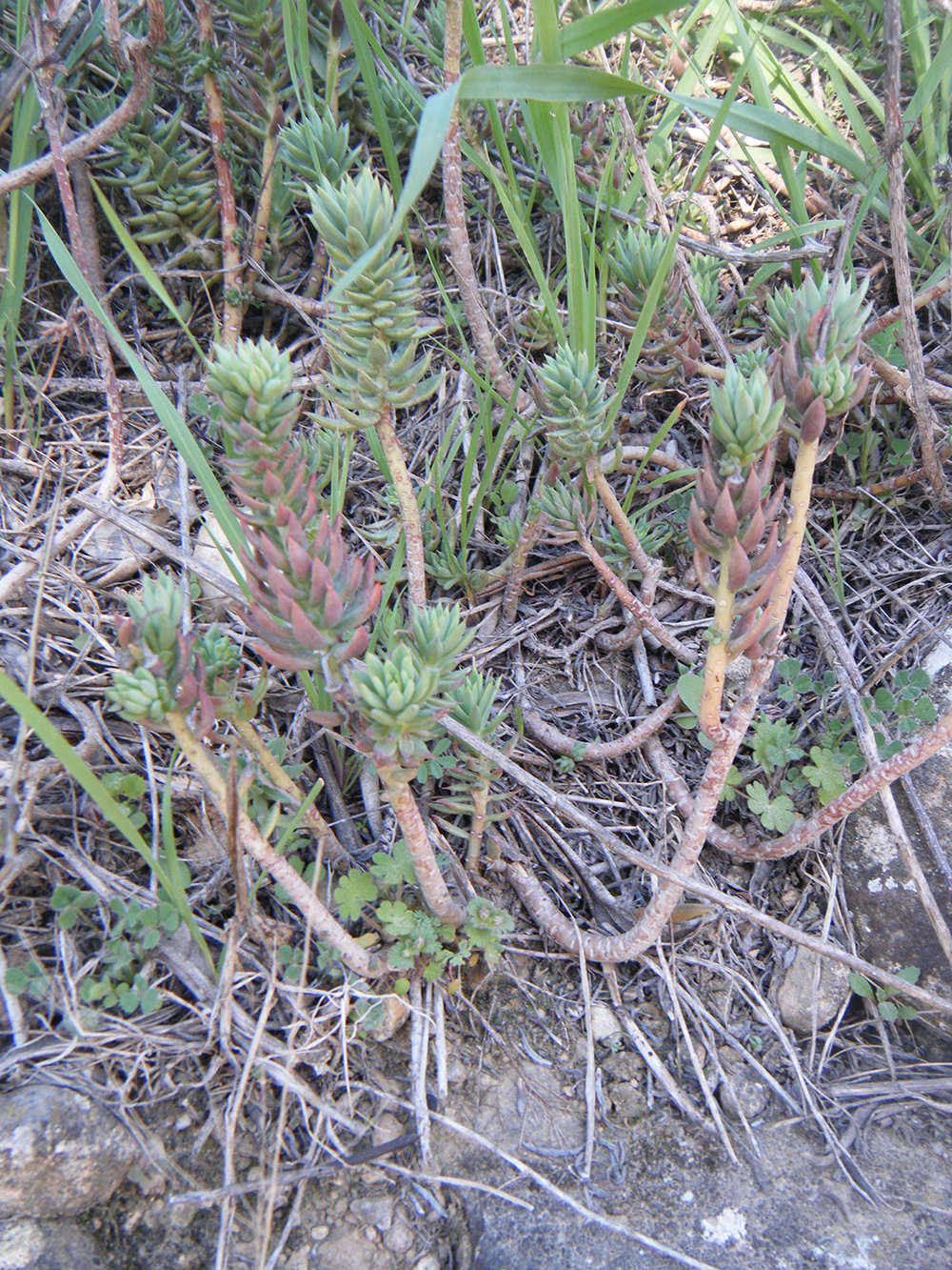 Sedum Sediforme (Raimet de pastor)