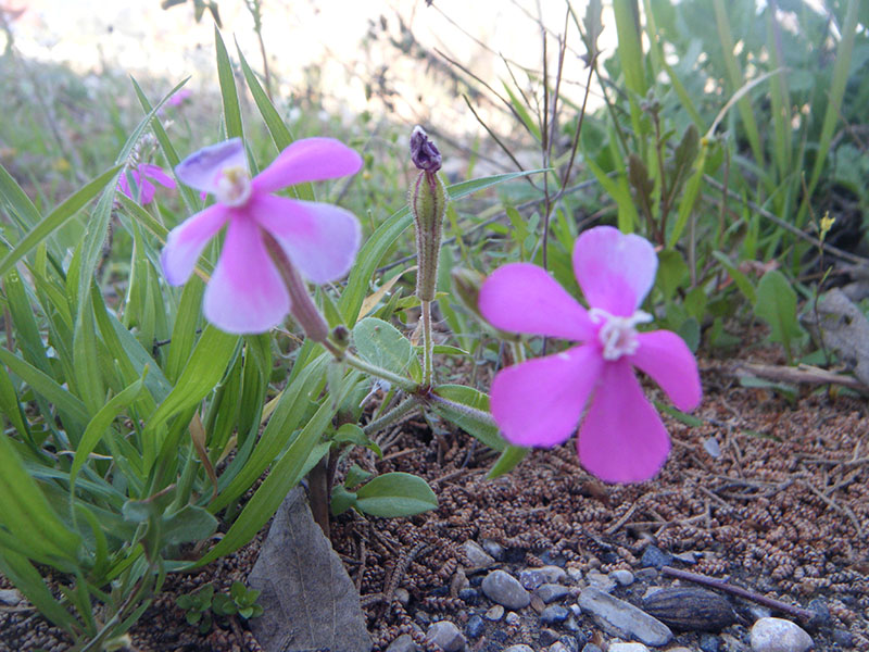 Centaurium Erythraea (Centaura menor)