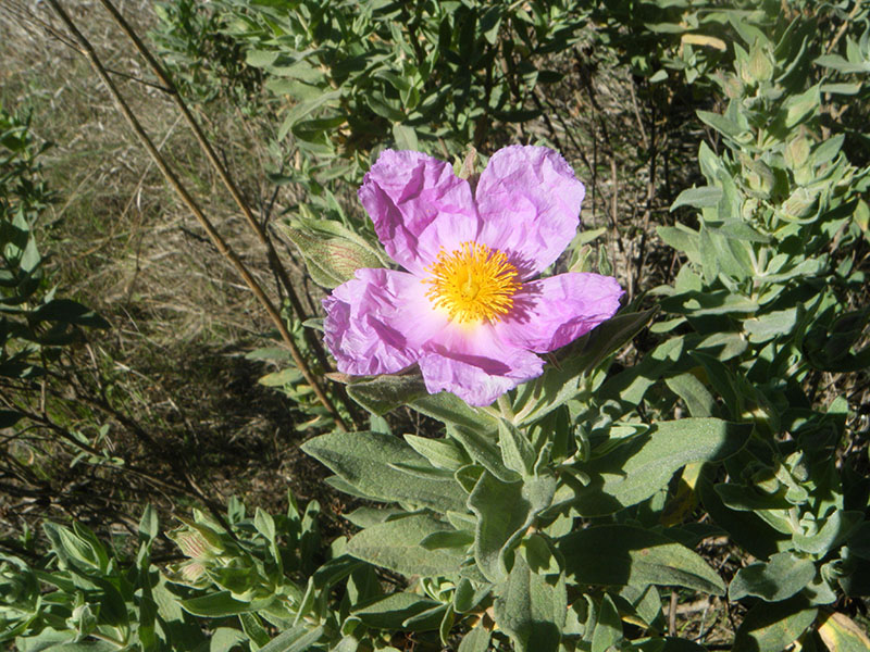 Cistus Albidus (Estepa)