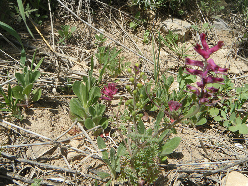 Fumaria officinalis (palomilla)