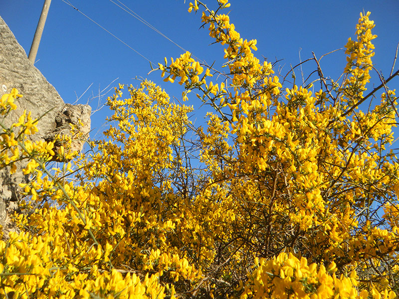 Genista Scorpius (aliaga o aulaga)