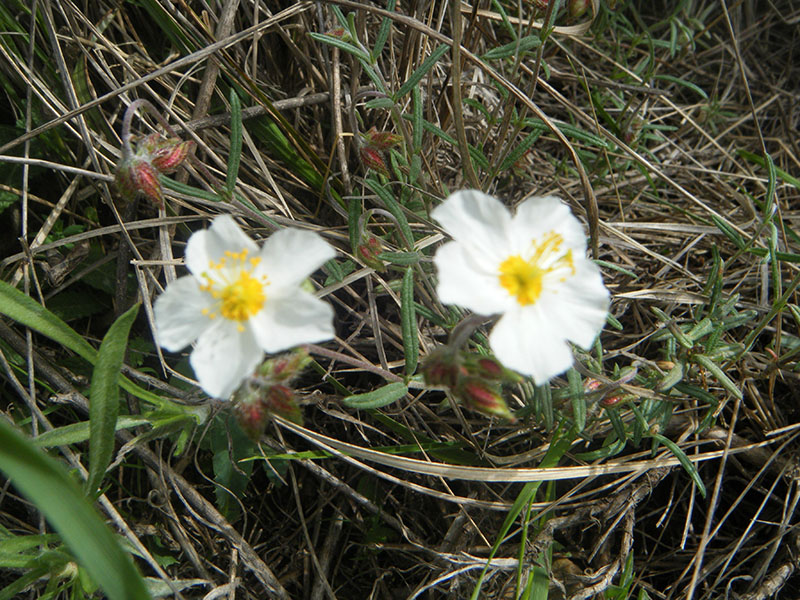 Helianthemum Apenninum (cisto blanco)