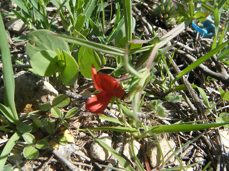 Lathyrus Cicera (Almorta)