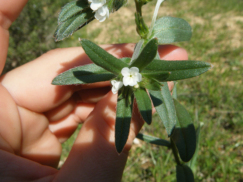 Lithospermum Arvense (abremanos)