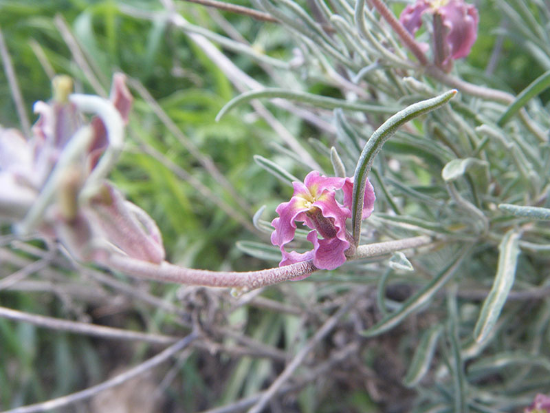 Matthiola fructiculosa (alhelí del campo)