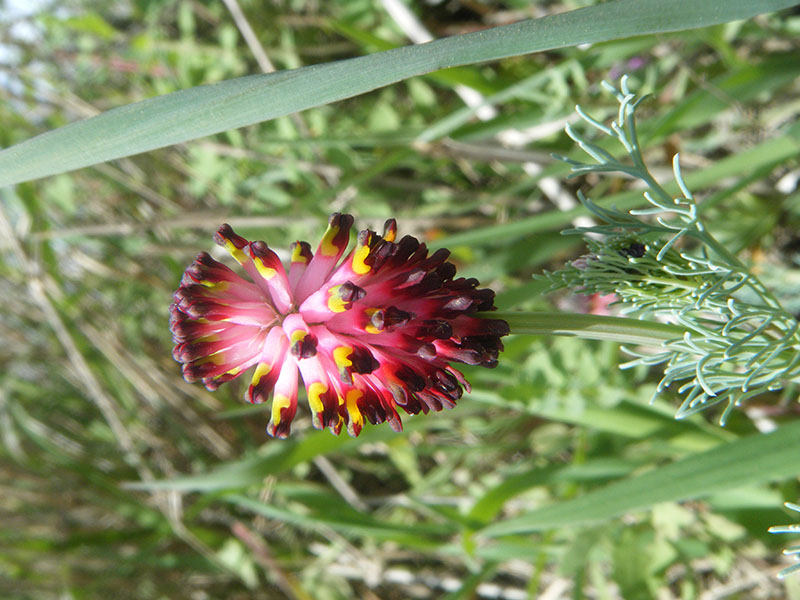 Platycapons spicata (fumaria pixallits)