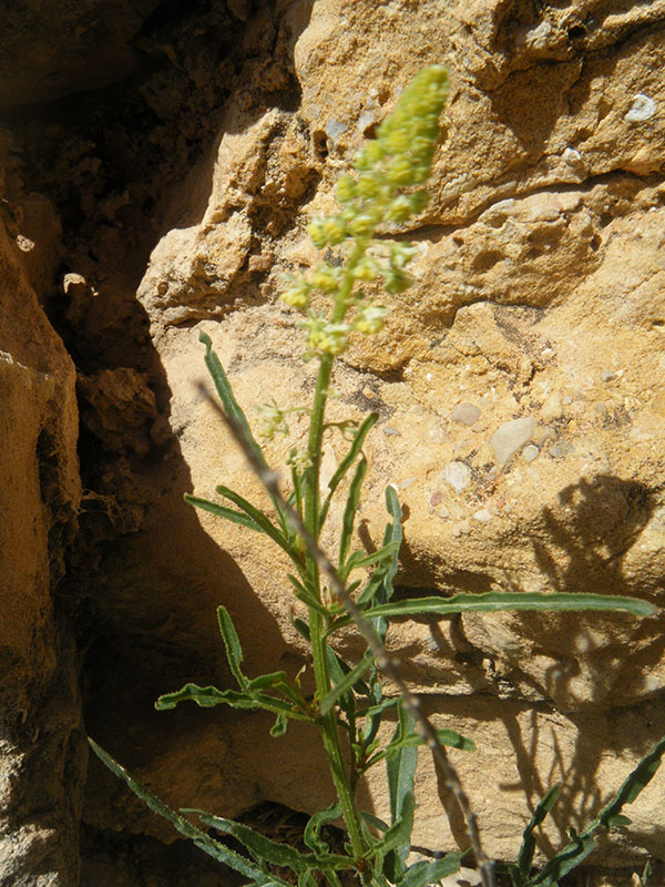Reseda Lutea (Galda)