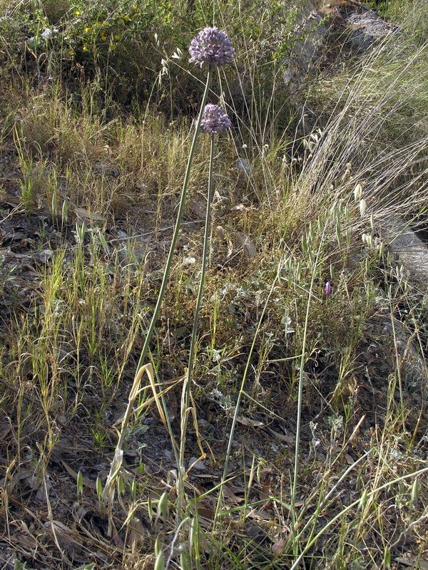 Allium Ampeloprasum (Ajo Puerro)