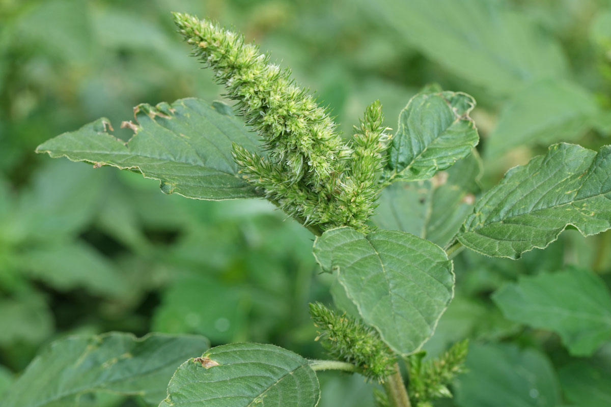 Amaranthus Retroflexus (Amaranto)