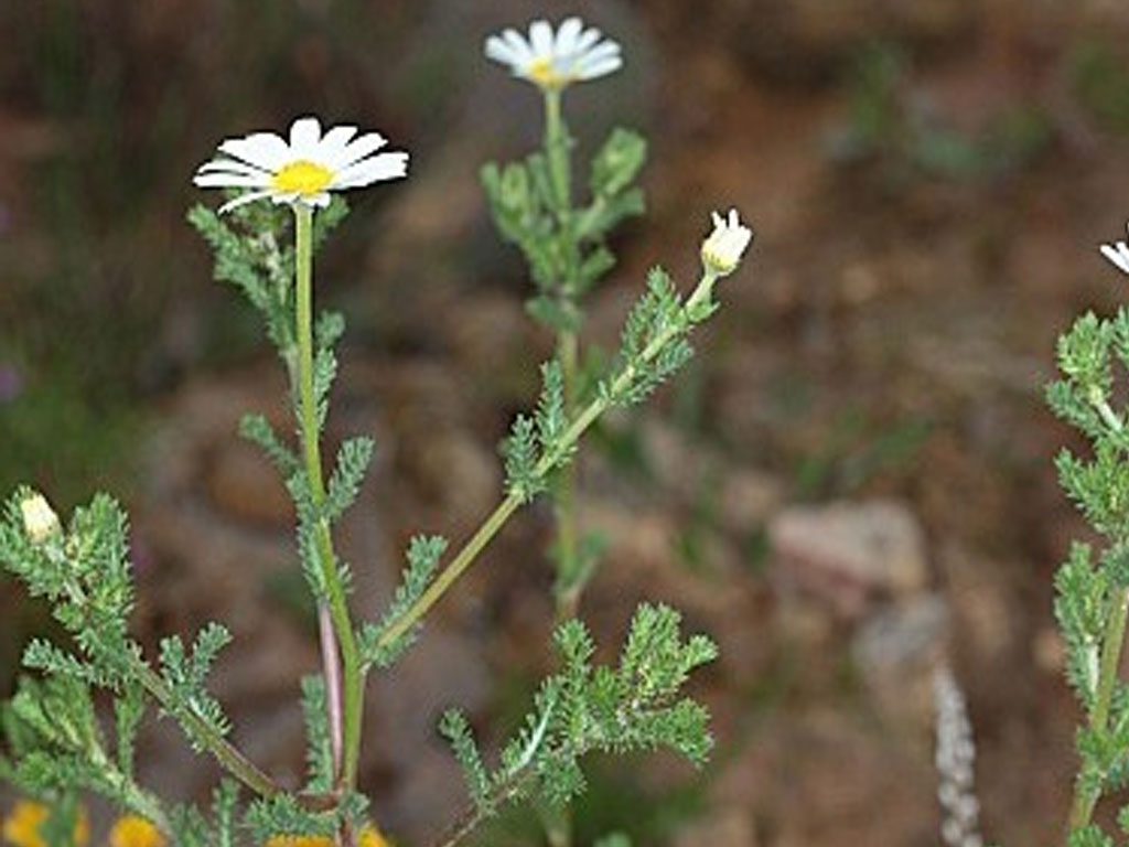 Anacyclus Clavatus (Manzanilla Borde)