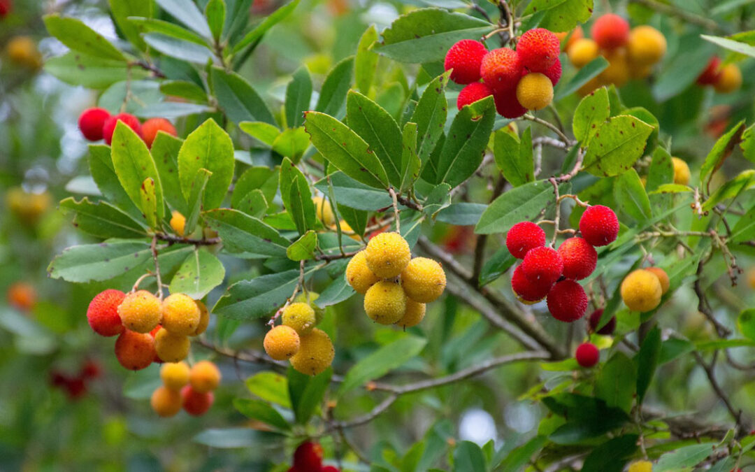 Arbutus Unedo (Madroño)