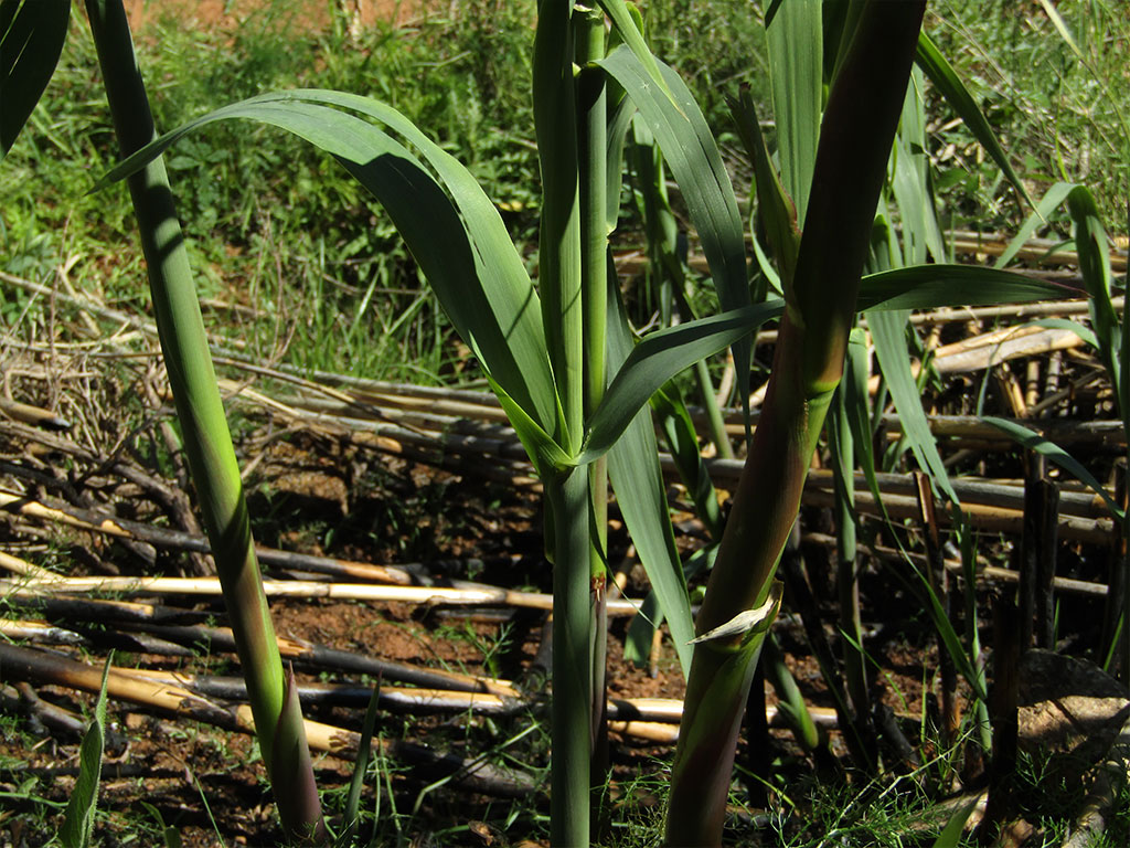 Arundo Donax (Caña)