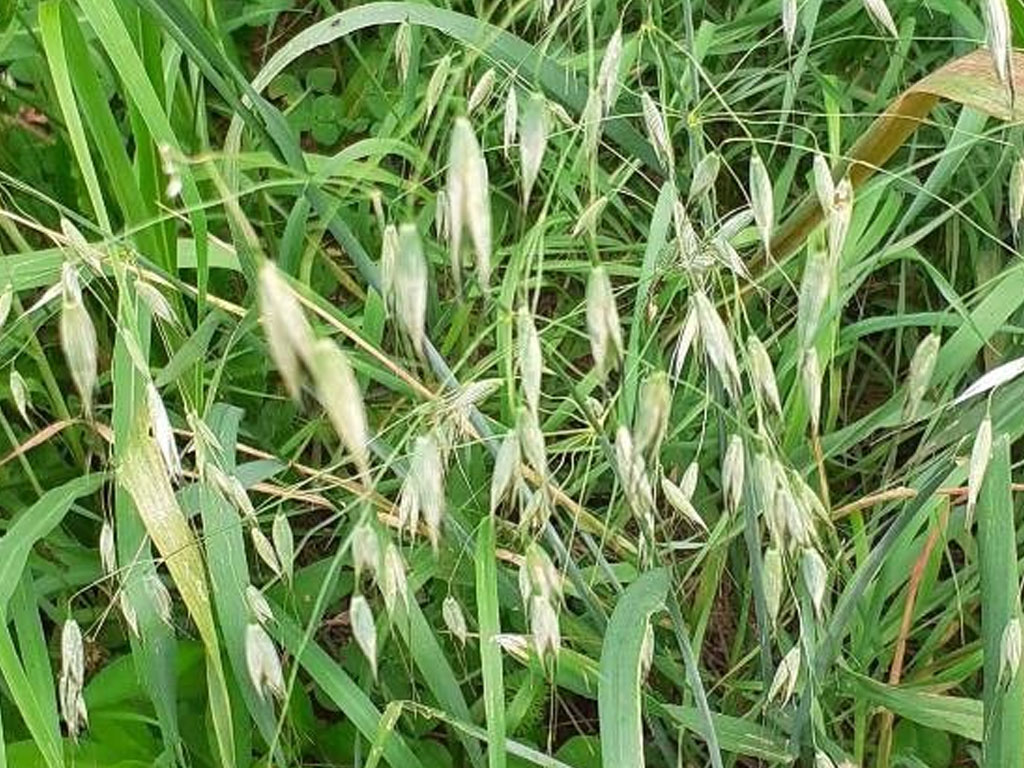 Avena Fatua (Avena Loca)