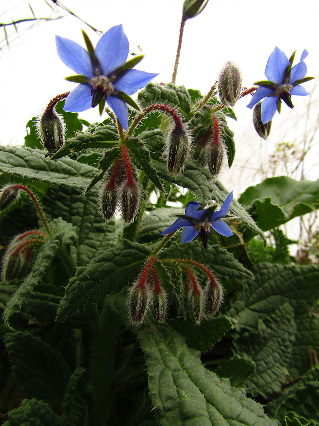 Borago Officinalis(Borraja)
