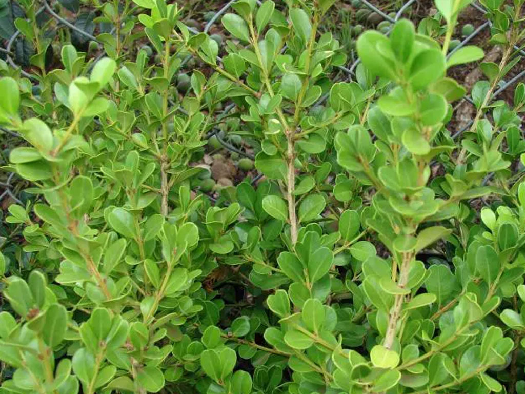 Buxus Sempervirens (Boix)