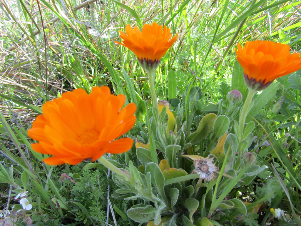 Caléndula Officinalis (Calendula)
