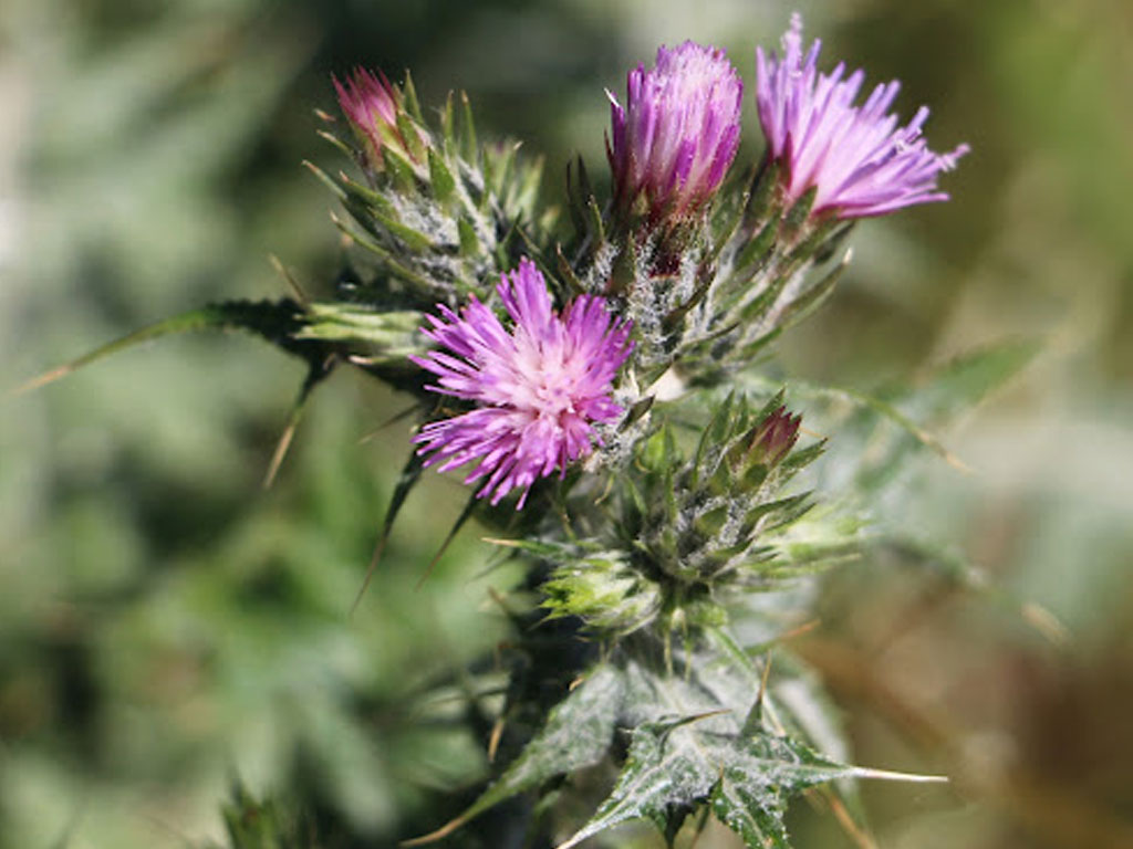 Carduus Pycnocephalus (Cardo)