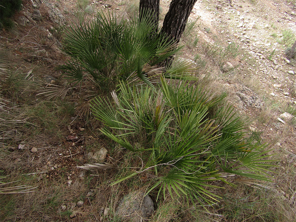 Chamaerops Humilis (Margallo)