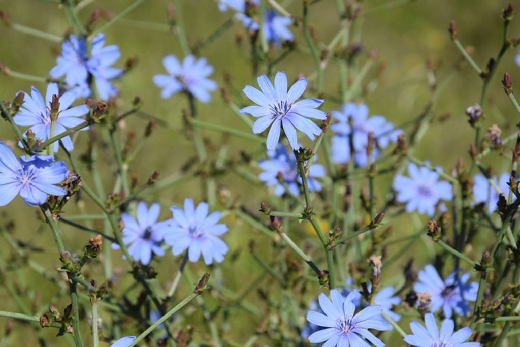 Cichorium Intybus (Chicoria)