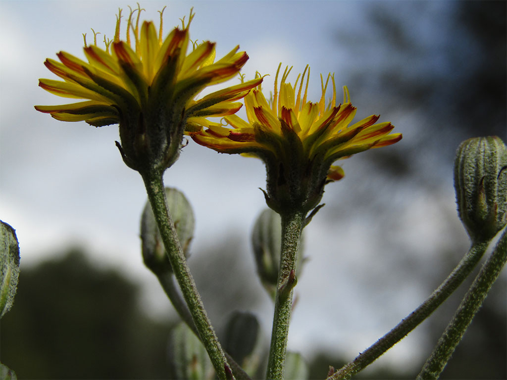 Crepis Vesicaria (Falsa achicoria)