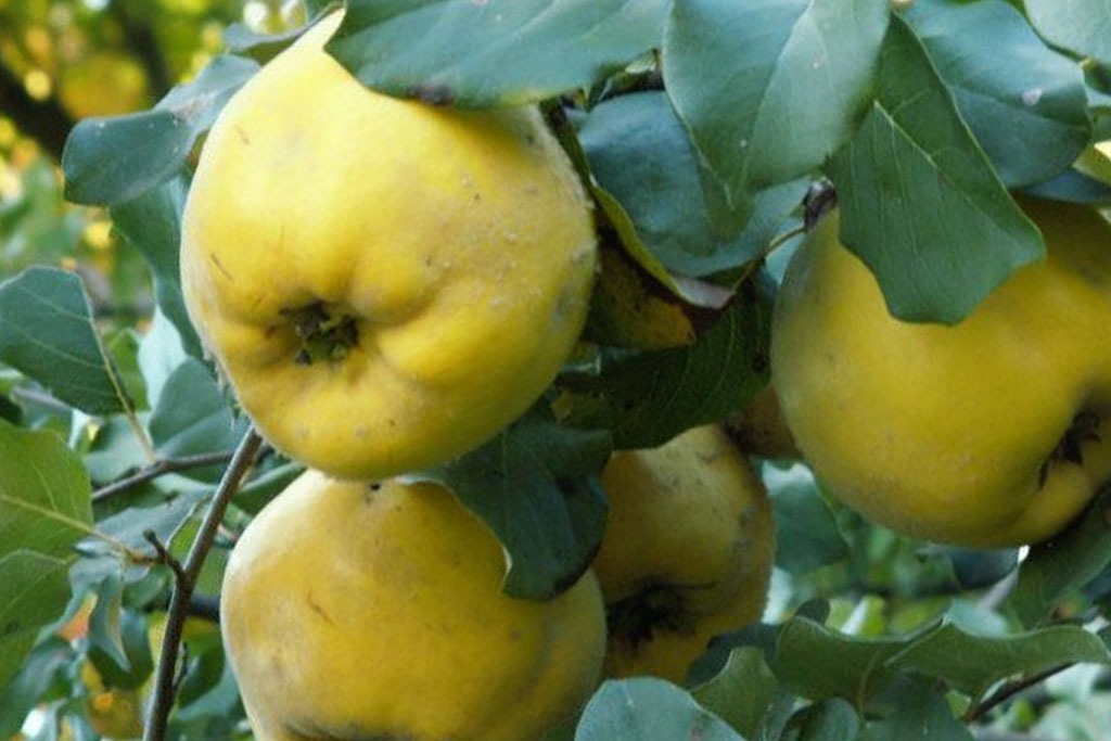 Cydonia Oblonga (Membrillo)