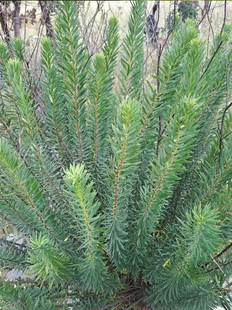 Daphne Gnidium (Torvisco)