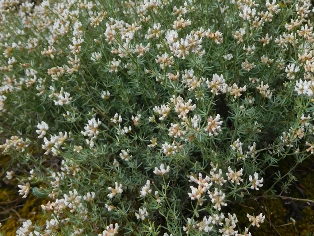 Dorycnium Pentaphyllum (Cinamomo)