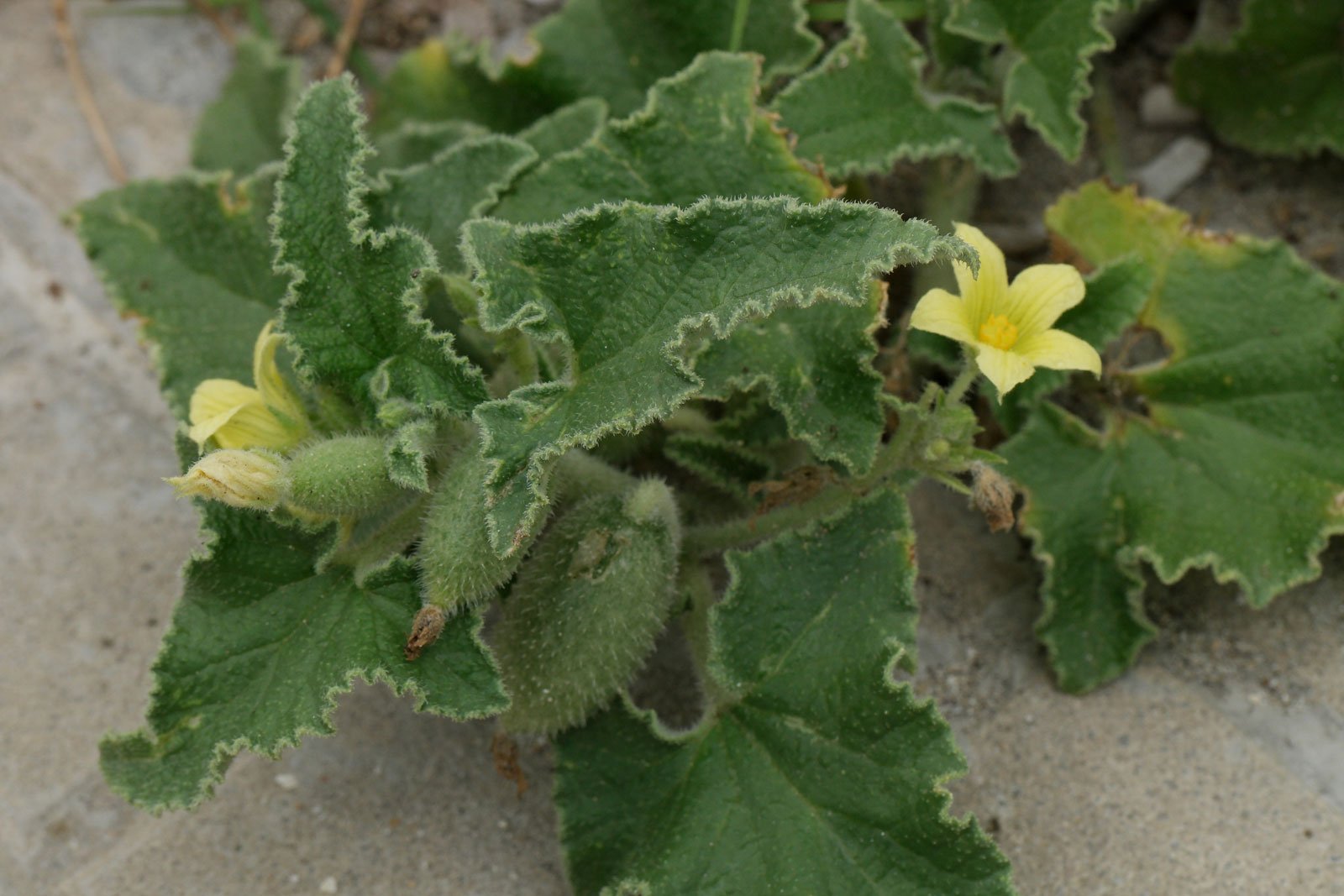 Ecballium Elaterium (Pepinillo del diablo)