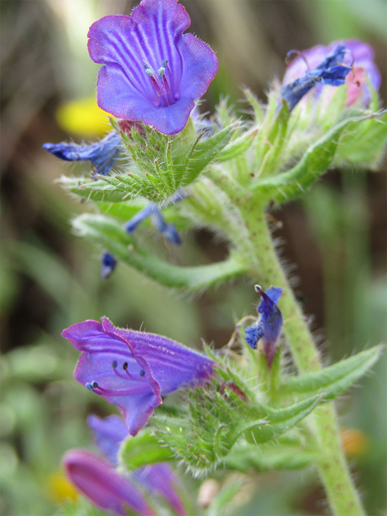 Echium Vulgare (Viborrea)