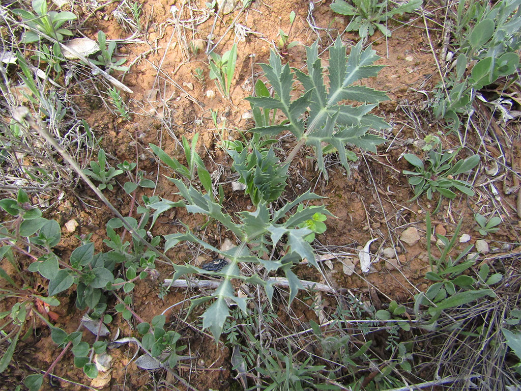 Eryngium Campestre (Cardo Corredor)