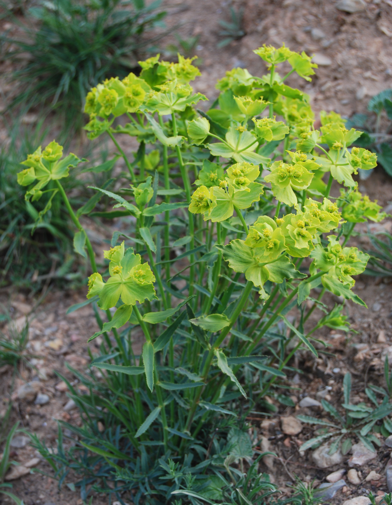 Euphorbia Serrata (Lechetrezna)