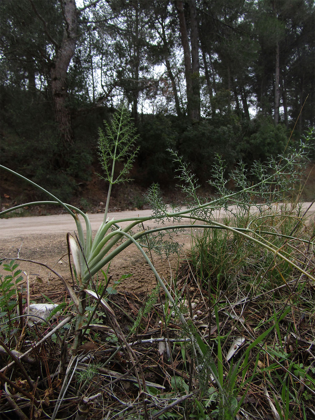 Foeniculum Vulgare (Hinojo)