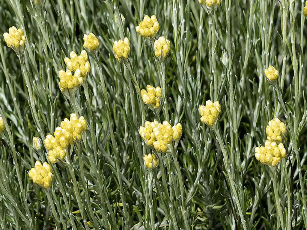 Helicrysum Stoechas (Perpetua)